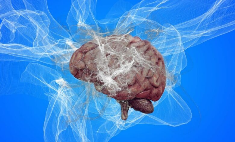 La serotonina activa importantes áreas del cerebro