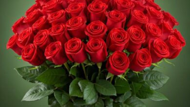 ¡500 Rosas Rojas: Un Mar de Amor en un Solo Ramo!