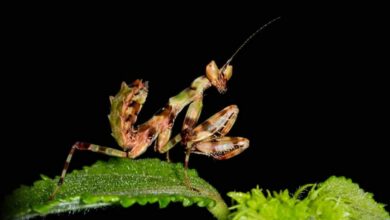 iNaturalist, para los amantes de la Naturaleza